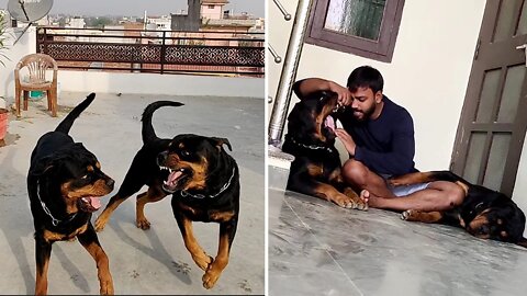 Rottweiler- हो तो ऐसे | Most loving Dog Nut & Bolt || Mr.Bolt