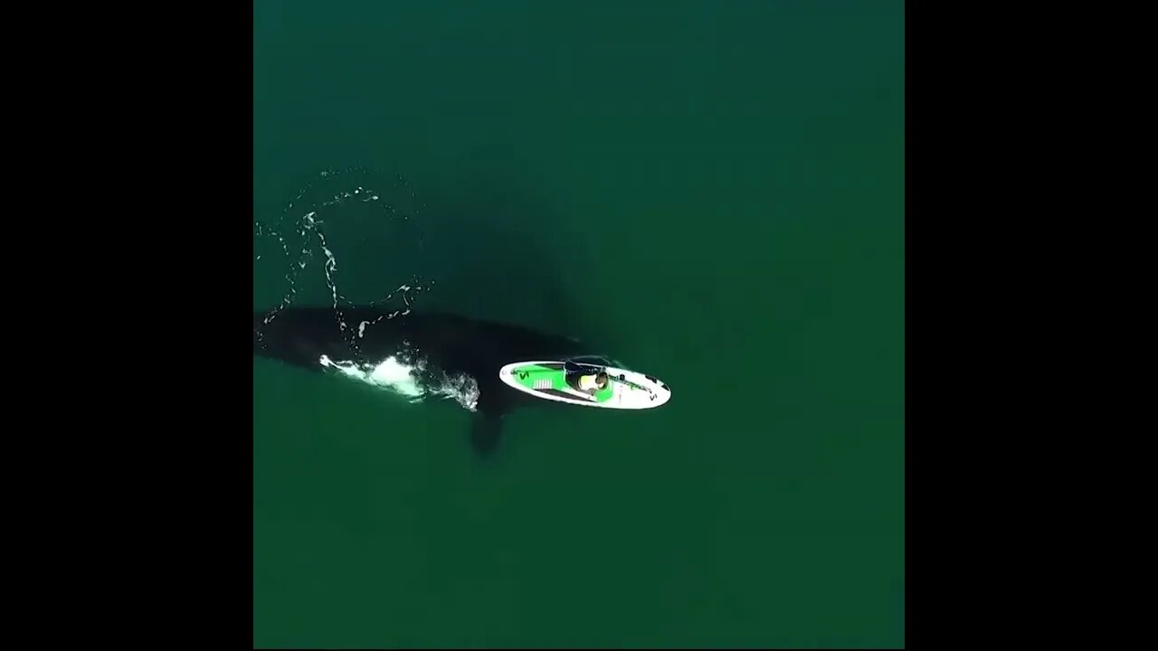 A Whale gently pushing a paddleboarder