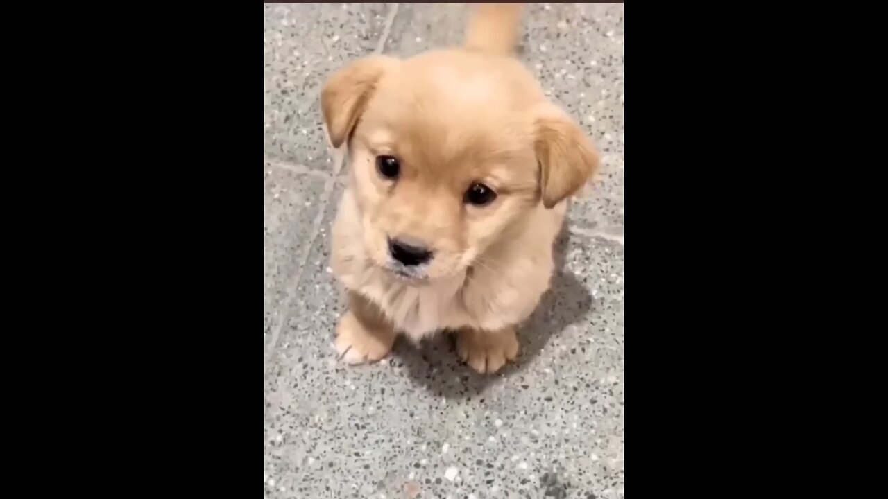 Cute baby dog