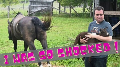 Strangers Showed Up On Our Farm And You Won't Believe What Our Animals Did!