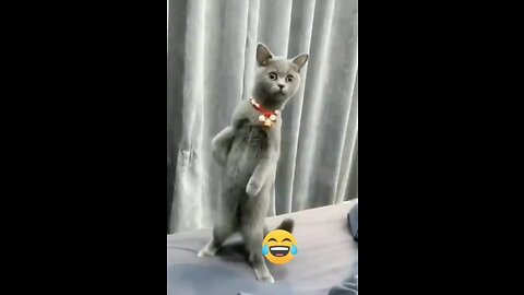 Eps 4 Funny Videos Animal