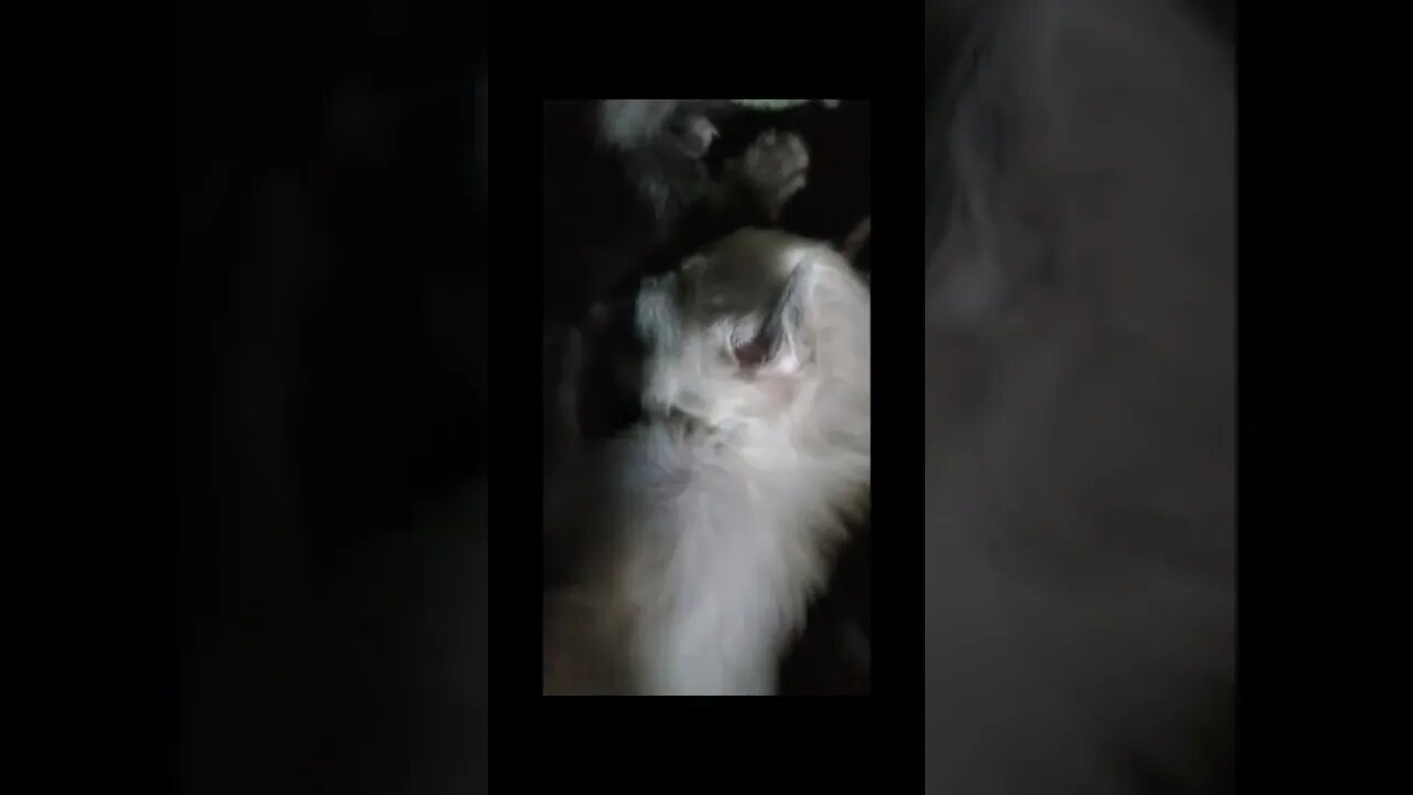 Brand New Kitten cleans herself for the first time!