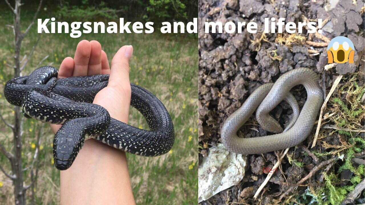 Kingsnakes and more Lifers! 2022 Herping!
