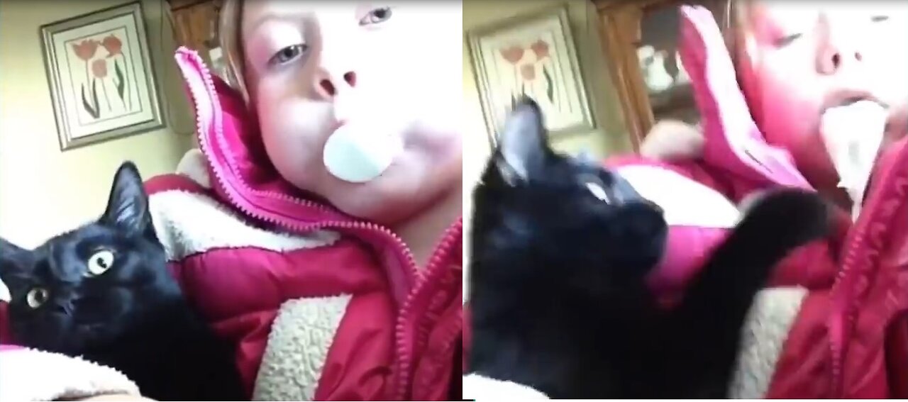 Try not to laygh challenge-funne Cat and Dog