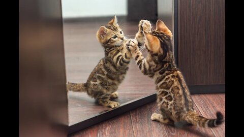 Amazing Cat fight Mirror