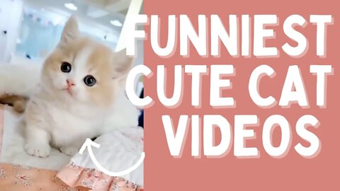 Funniest Cat Videos to Watch Compilation | Funny Cat Videos