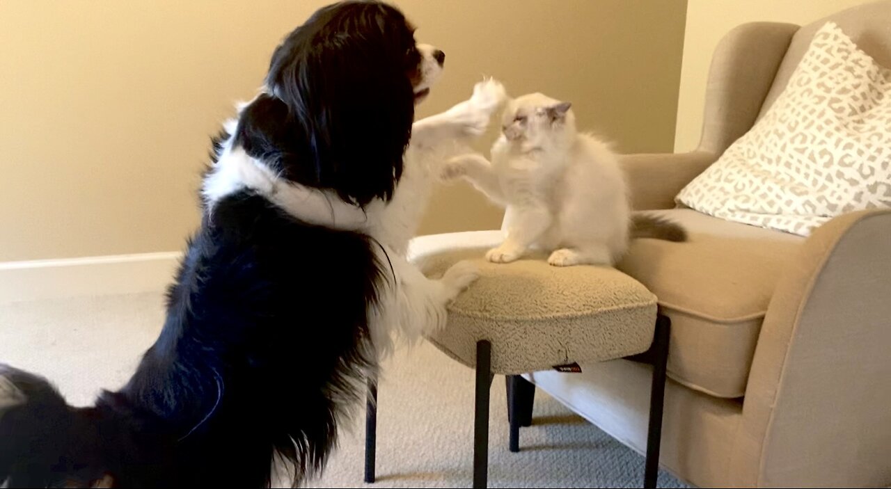 Cute Cavalier Pretends To Box Adorable Ragdoll Kitten