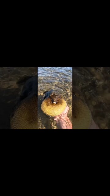 Weirdest FISH on EARTH ⁉️ #fish #fishing #shorts