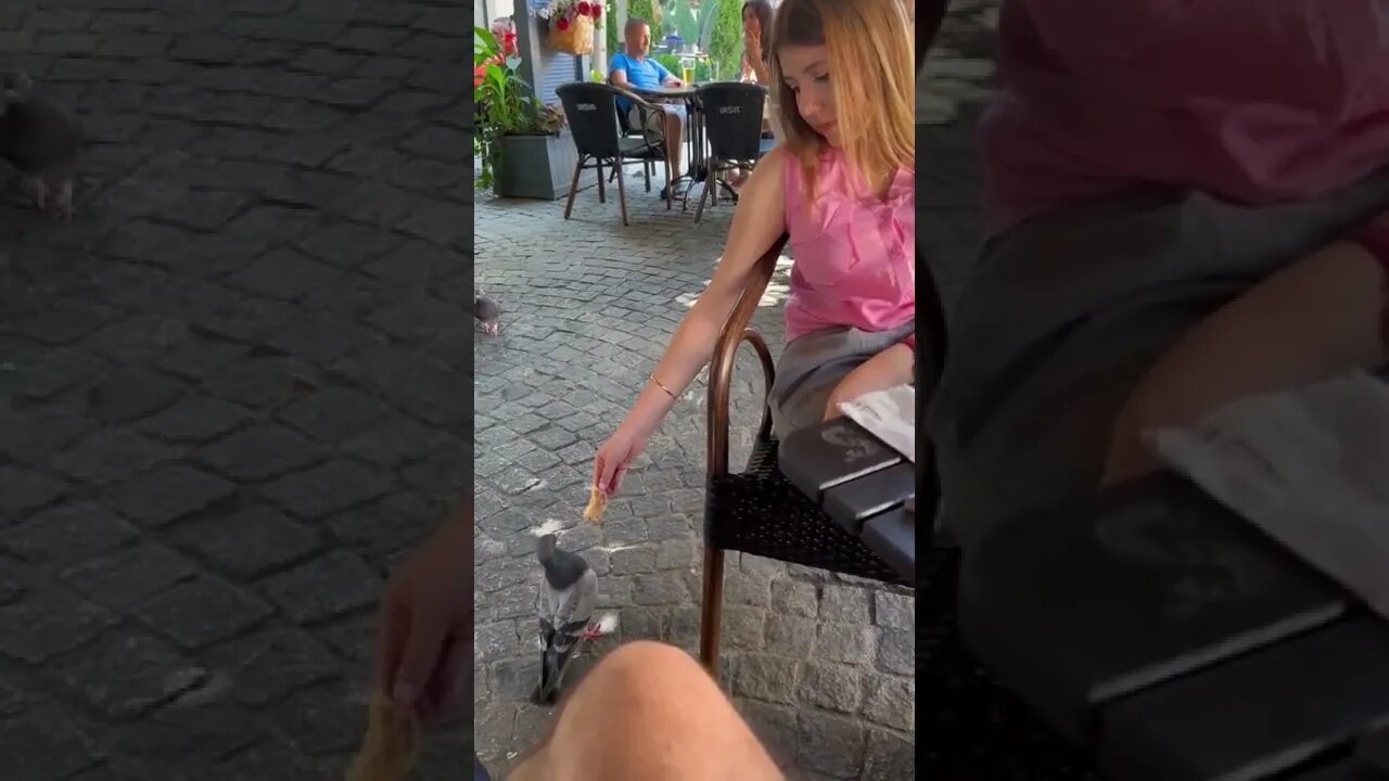 My Wife Is The Pidgeon Whisperer
