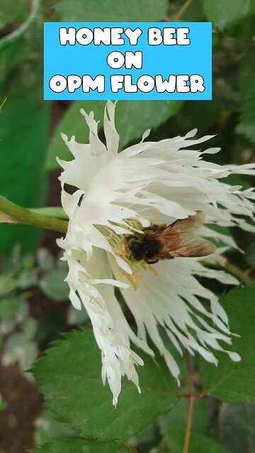 Honey bee on opm flowers