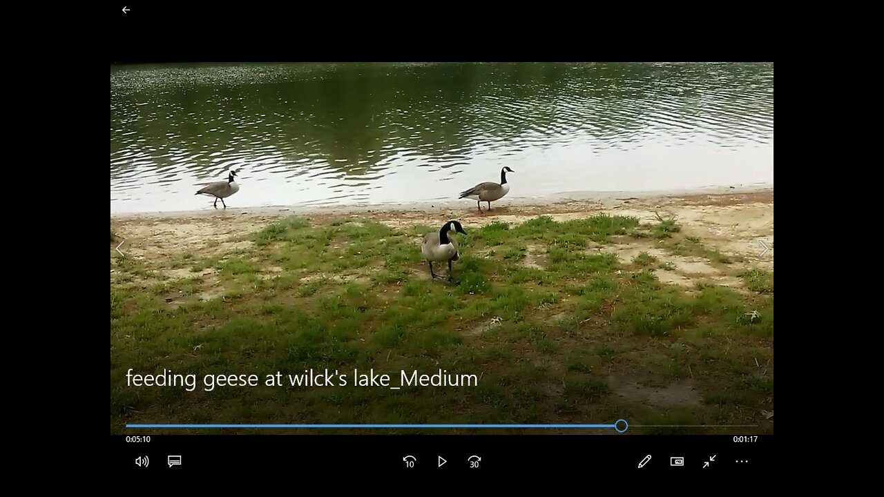 Feeding geese at Wilcks Lake