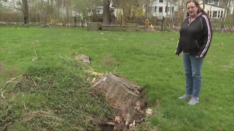 Downed tree removed from Town of Evans yard without owner's knowledge