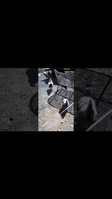 The secret lives of chickens