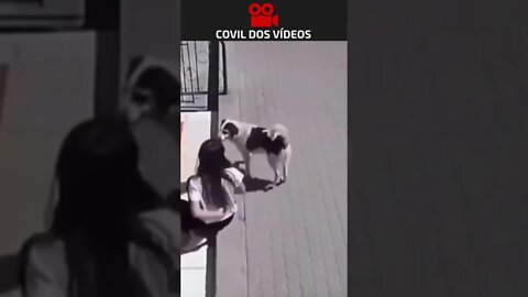 olha o que o cachorro fez