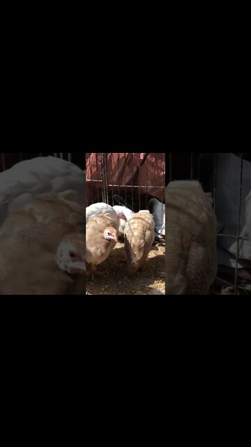 Red eyed silver, red eyed cinnamon, brown and pied lavender keets