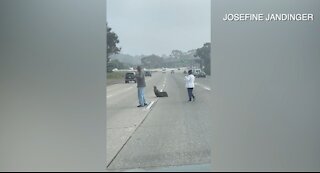 Wayward sea lion wanders onto Highway 94