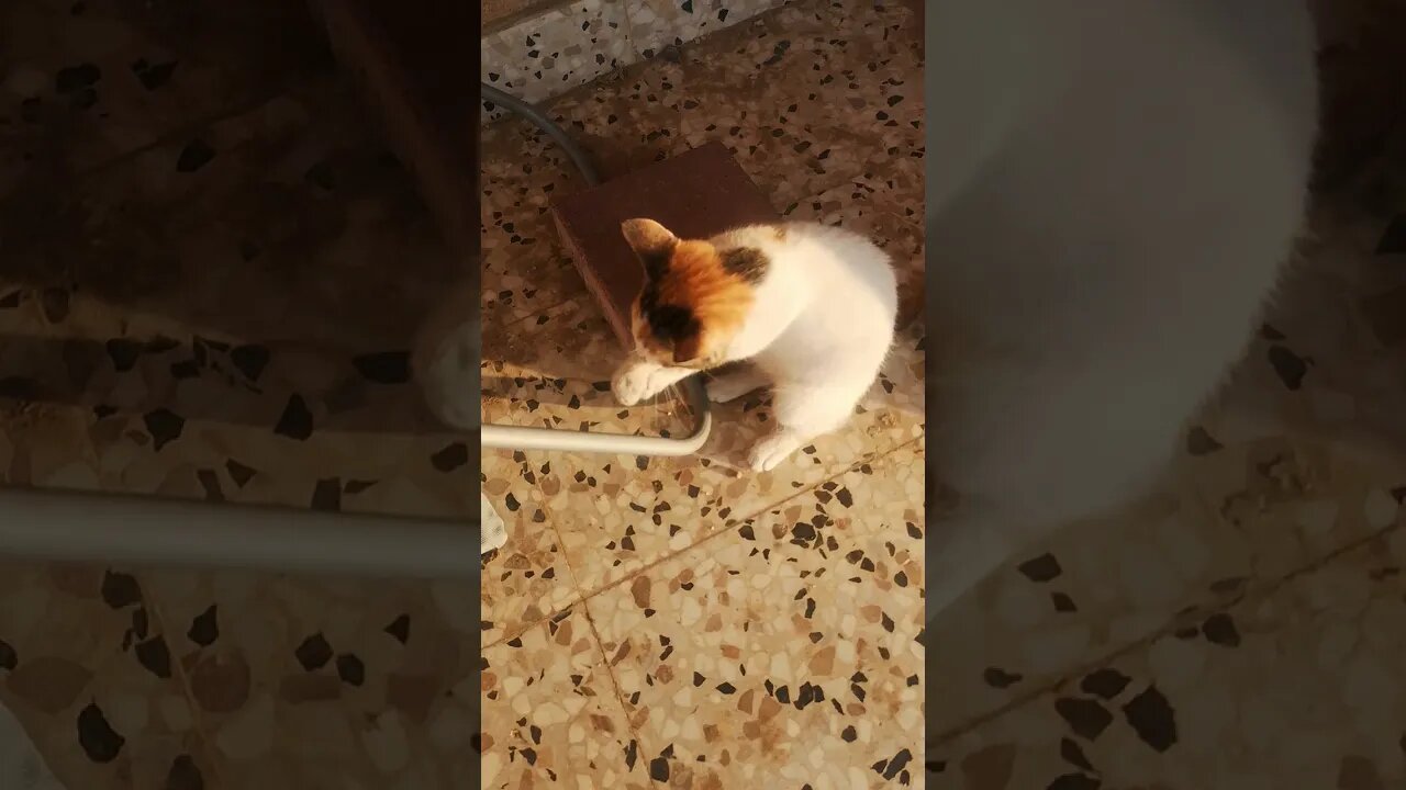 Cute little cat playing with stone as football