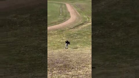 Longboarding on grass down a hill
