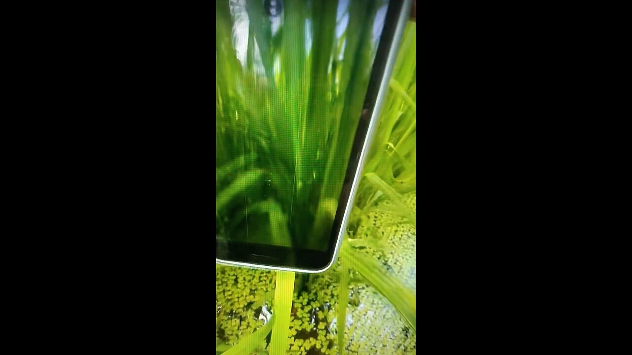 Take a fabulous video in the padding field for good agricultural farming experience?
