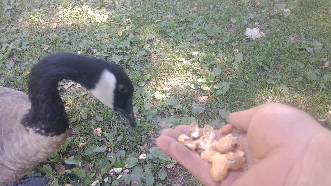 Hand Feeding A Canadian Honker