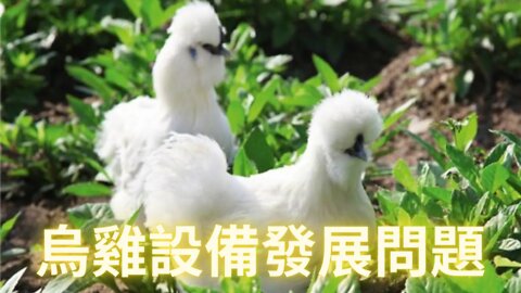 【爭議話題慎入】深入探討烏雞設備發展的相關問題