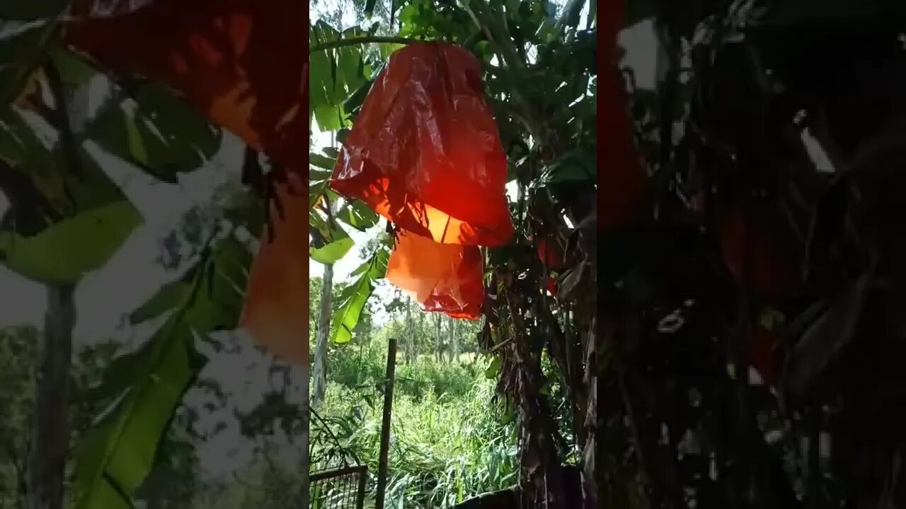 6 bunches of bananas