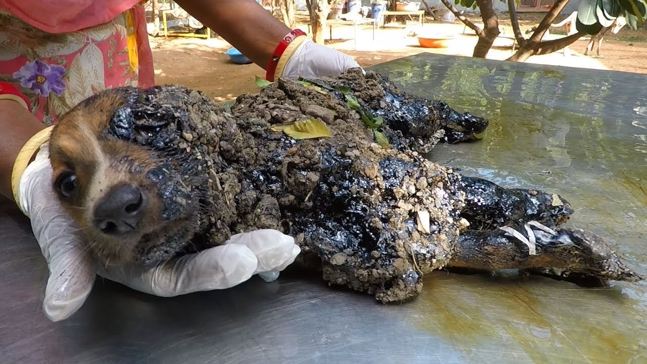 Covered in solid tar puppies trapped in their own bodies, only their eyes could move, rescued