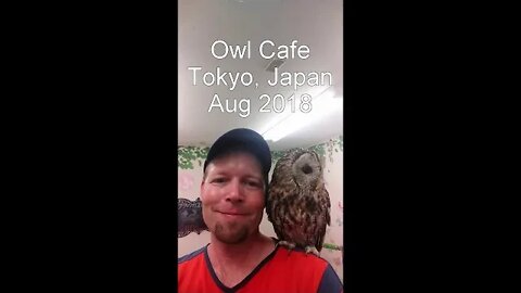 Owl Cafe Tokyo, Japan - AUG 2018