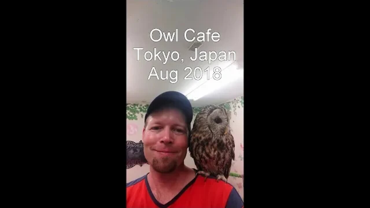 Owl Cafe Tokyo, Japan - AUG 2018