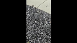 Huron hail