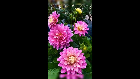 Just blooming#trending#viral#beauty#mums#bloom#fyp