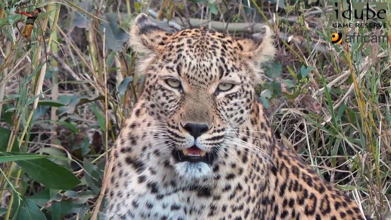 Leopard And Cub - Life Outside The Bushcamp - 43: Freshly Caught Impala