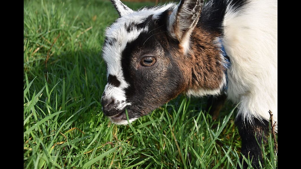 Cute Newborn Goat Gets Pushed Away By Older Goats | Cute Goat Videos