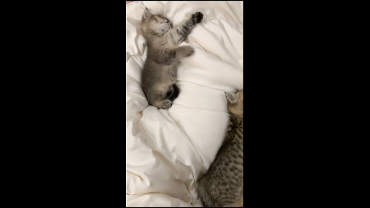 Cat Couple Sleeping Peacefully 💤