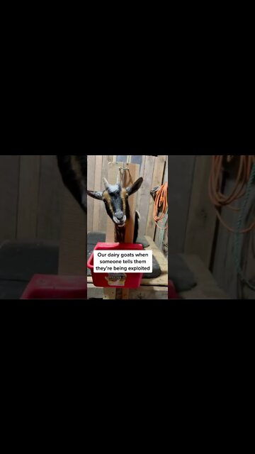 Are our dairy goats EXPLOITED? #shorts