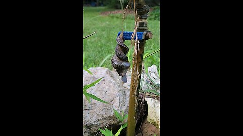 leopard slugs mating