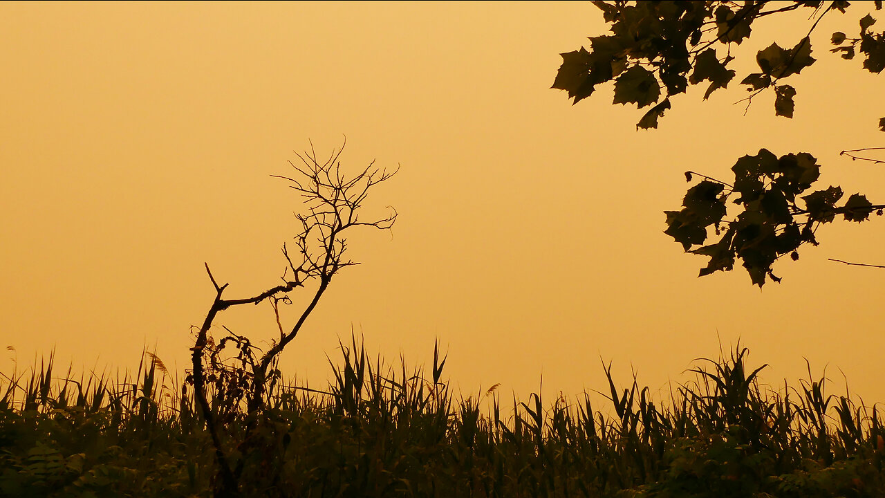 NYC covered in orange smoke from Canada's wildfires (Wednesday June 7)