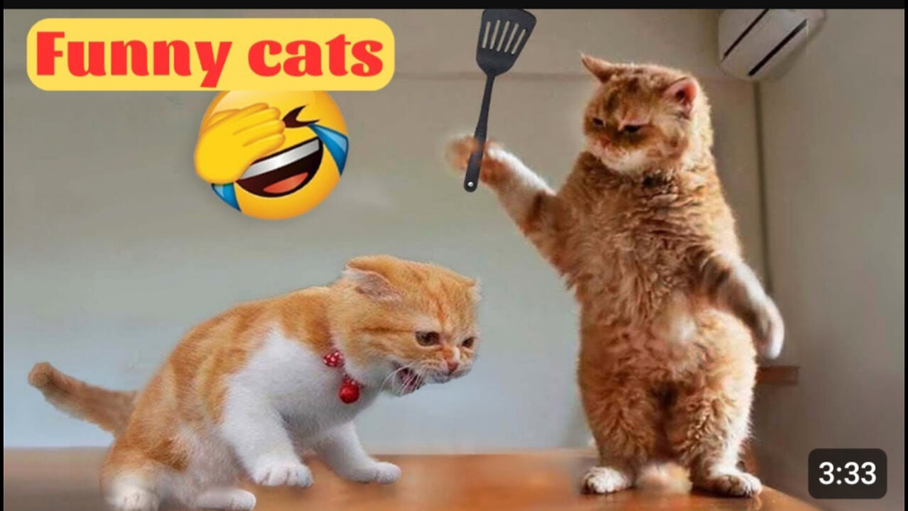 Funny animal 2023 - Funny Cats and Cute Kittens Playing Compilation.