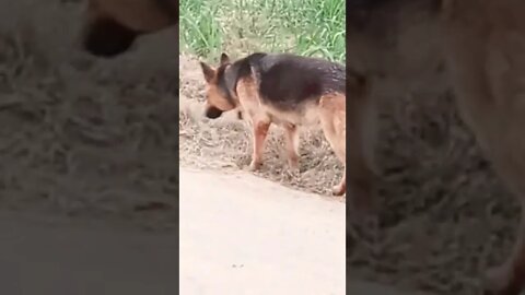 tihar jail ho gai #ytshorts #rudrakrishna #dogs #dogshorts @rudrakhatanagurjjar