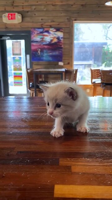 Can i see some id please? #funny #bar #pet