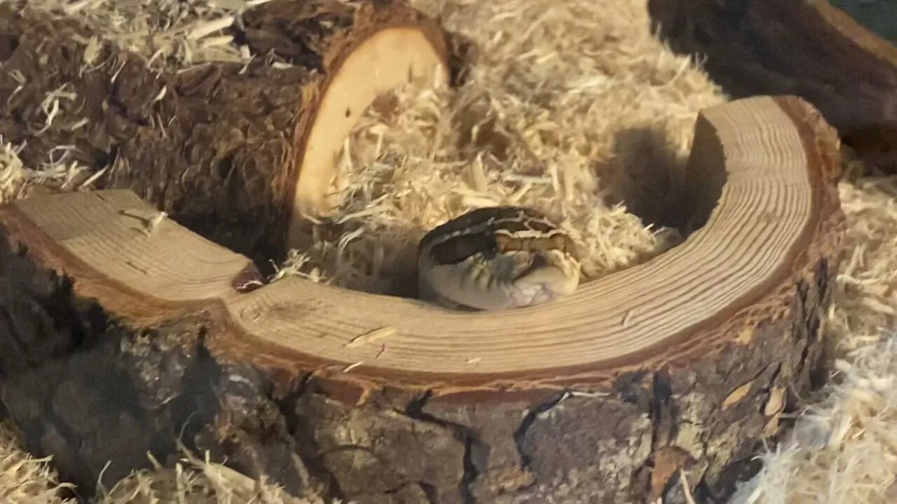 Interacting with a Hognose Snake Before Bed (Klatuu)