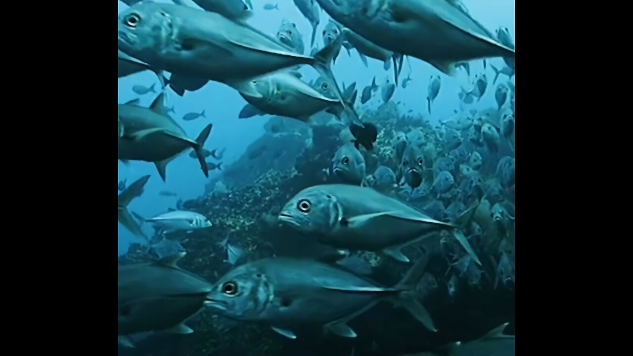 Beautiful fish video under the sea