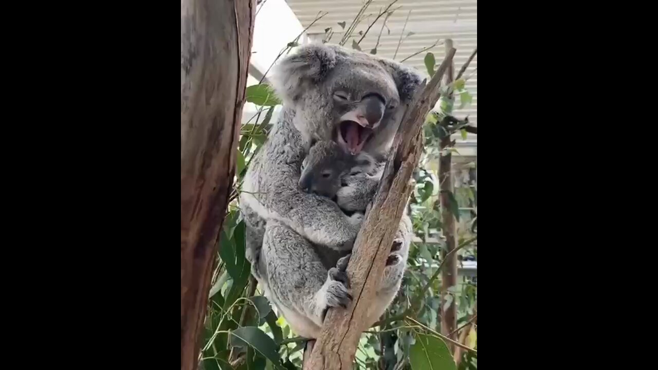 Koalas are motionless most of the day