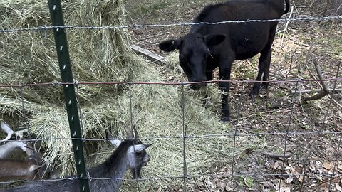 Munching Hay