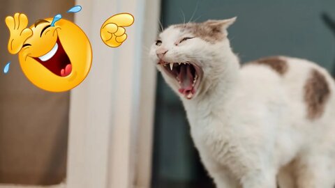 Best Funniest Pet Videos - Best Funny Animal Videos - Funny Cats and Dogs - Compilation! #23