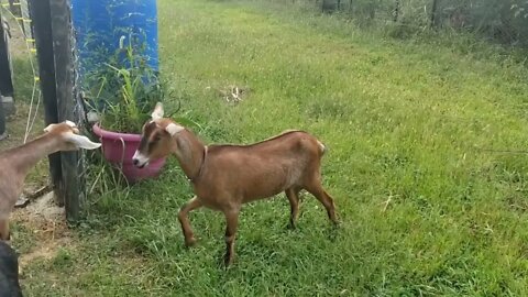 First time using only 3 strans of electric fence to keep the goats in.