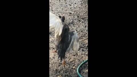 Picachu's wing is injured - see right at end