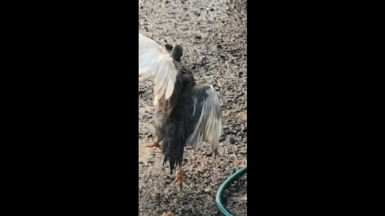 Picachu's wing is injured - see right at end