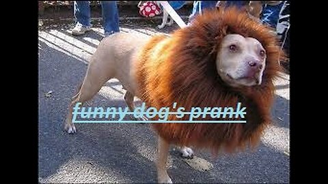 funny dog pranks #1