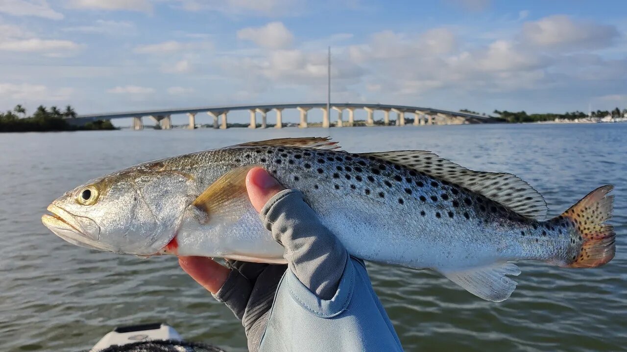 Speckled Trout Tacos {Catch, Clean, Cook} My repaired drive feels brand new